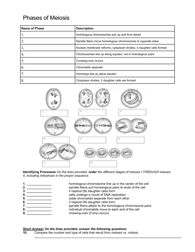 Meiosis Reading Comprehension Worksheet Answer Key