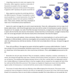 Meiosis Reading Comprehension Worksheet Answer Key