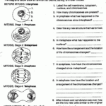 Meiosis Worksheet Answers Vocabulary