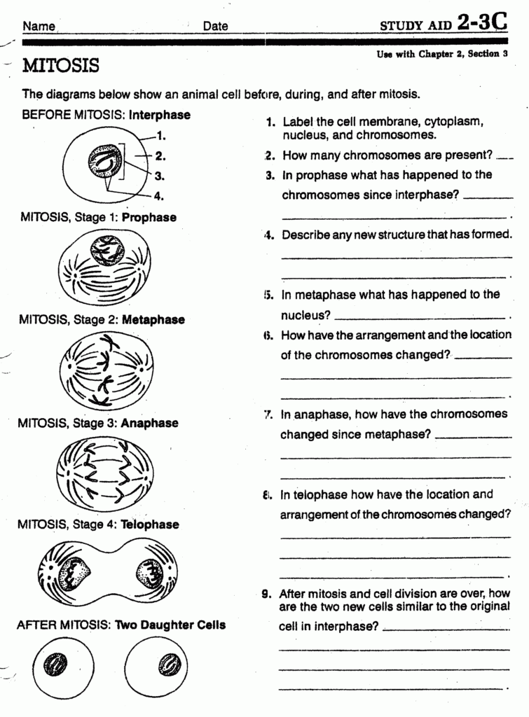 Meiosis Worksheet Answers Vocabulary