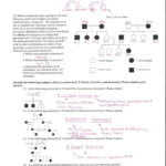 Mutations Worksheet Answer Key