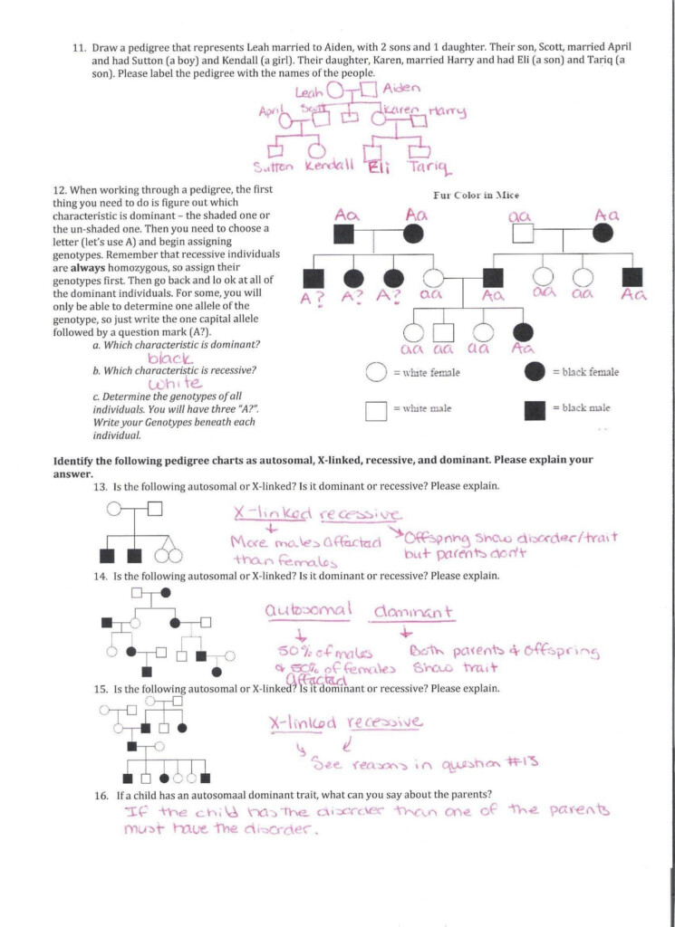 Mutations Worksheet Answer Key