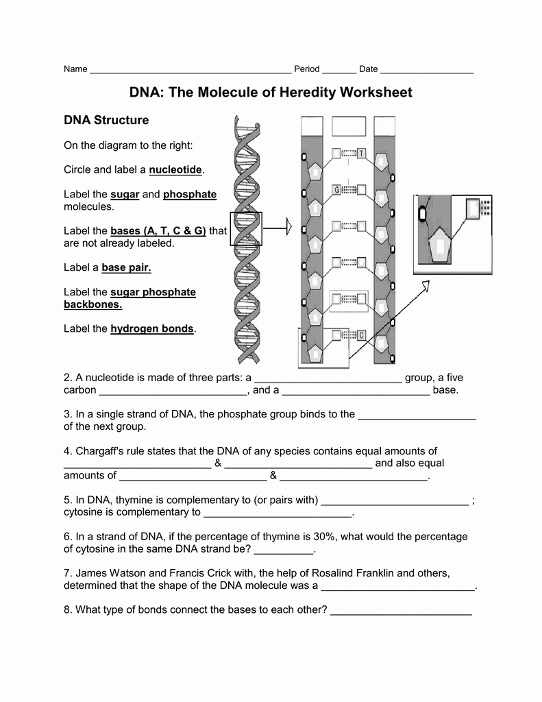 Ngss Life Science 2022 Dna Worksheet Answers Scienceworksheets