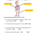 Overview Of The Circulatory System Worksheets Answers