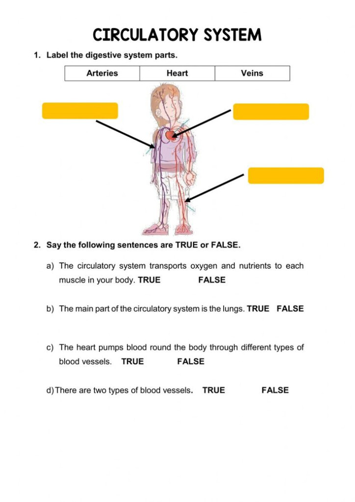 Overview Of The Circulatory System Worksheets Answers