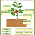 Parts Of Plants And Their Functions Worksheet