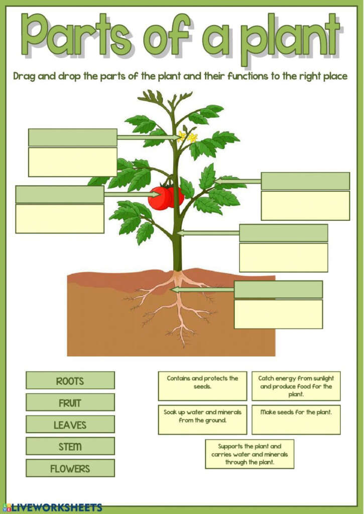 Parts Of Plants And Their Functions Worksheet