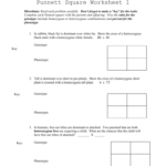 Pea Plant Punnett Squares Worksheet Answer Key