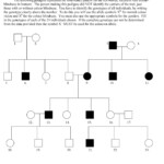 Pedigree Chart Worksheet 7th Grade