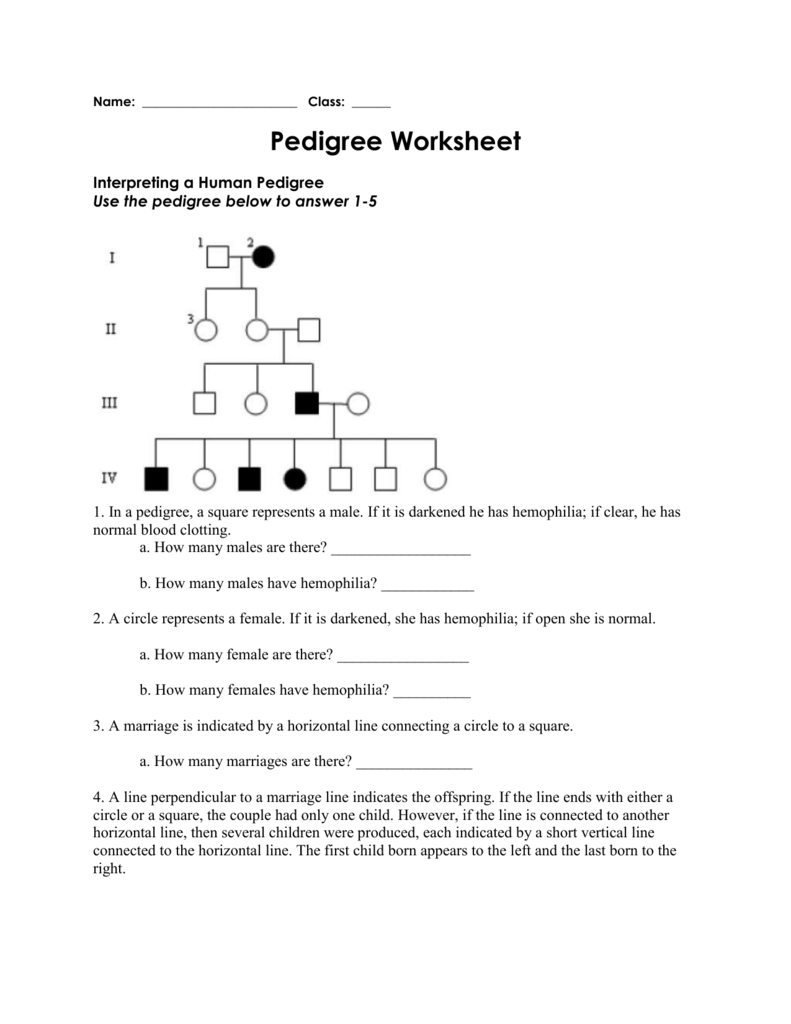 Pedigree Worksheet Interpreting A Human Pedigree