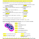 Photosynthesis And Cellular Respiration Worksheet Answers A