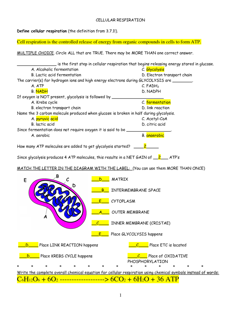 Photosynthesis And Cellular Respiration Worksheet Answers A 