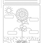 Photosynthesis And Plant Nutrition Science Resource