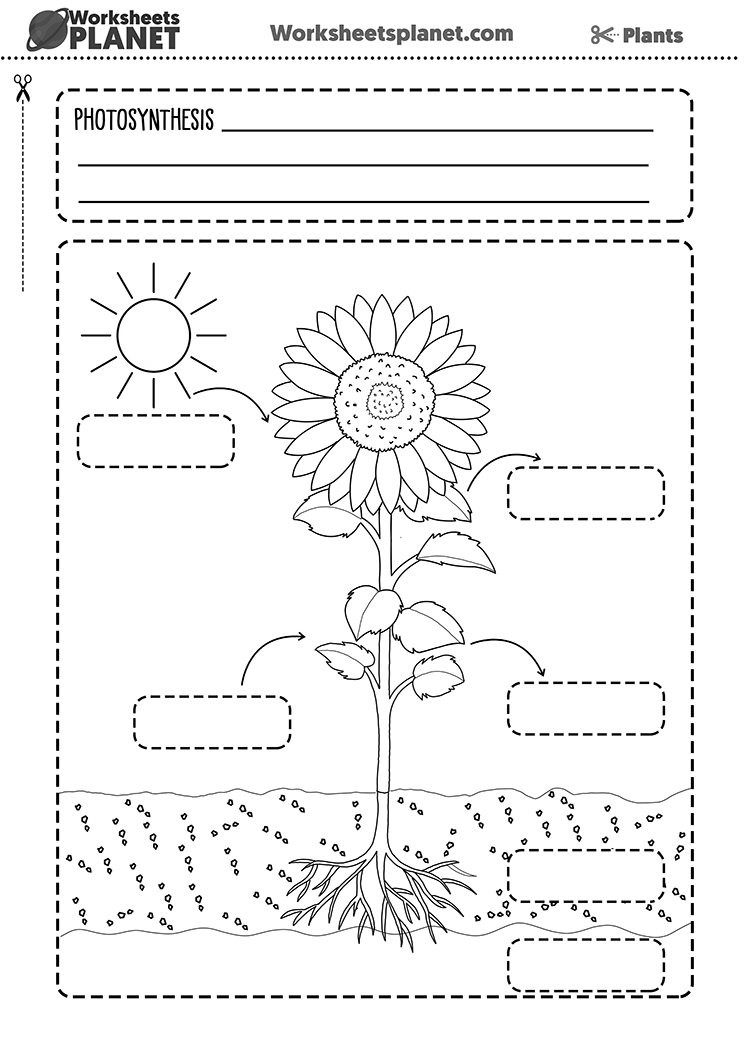 Photosynthesis And Plant Nutrition Science Resource