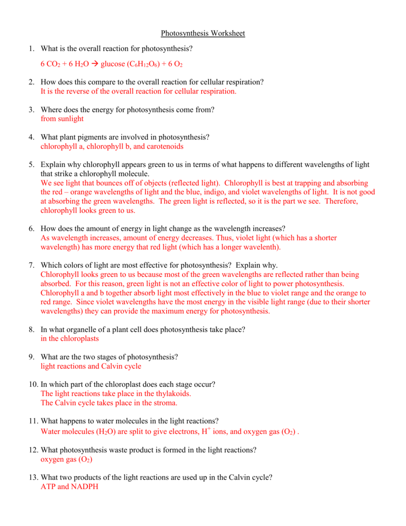 Photosynthesis Worksheet Answer Key