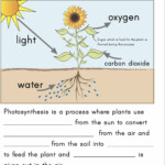 Photosynthesis Worksheets Artofit