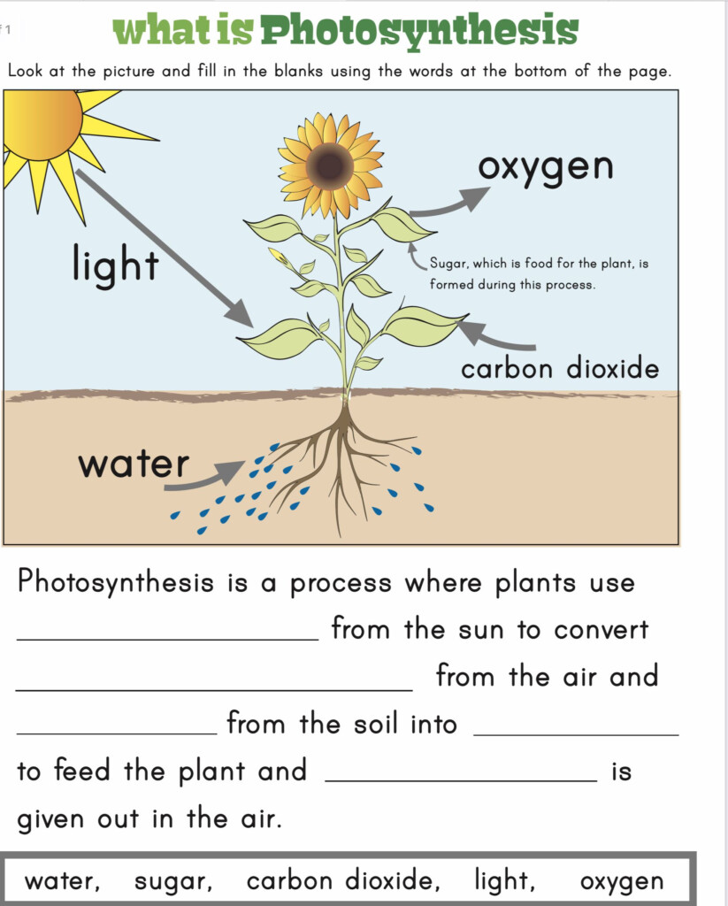 Photosynthesis Worksheets Artofit