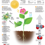 Photosynthesis Worksheets K5 Learning Photosynthesis Online Activity