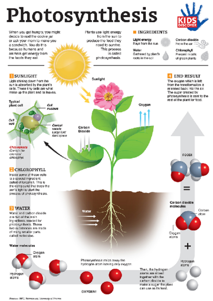 Photosynthesis Worksheets K5 Learning Photosynthesis Online Activity 