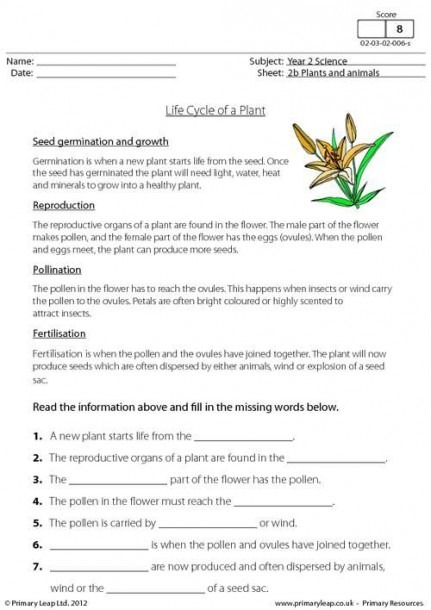 Plant Life Cycles Worksheets