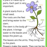 Plant Parts Worksheet 2nd Grade