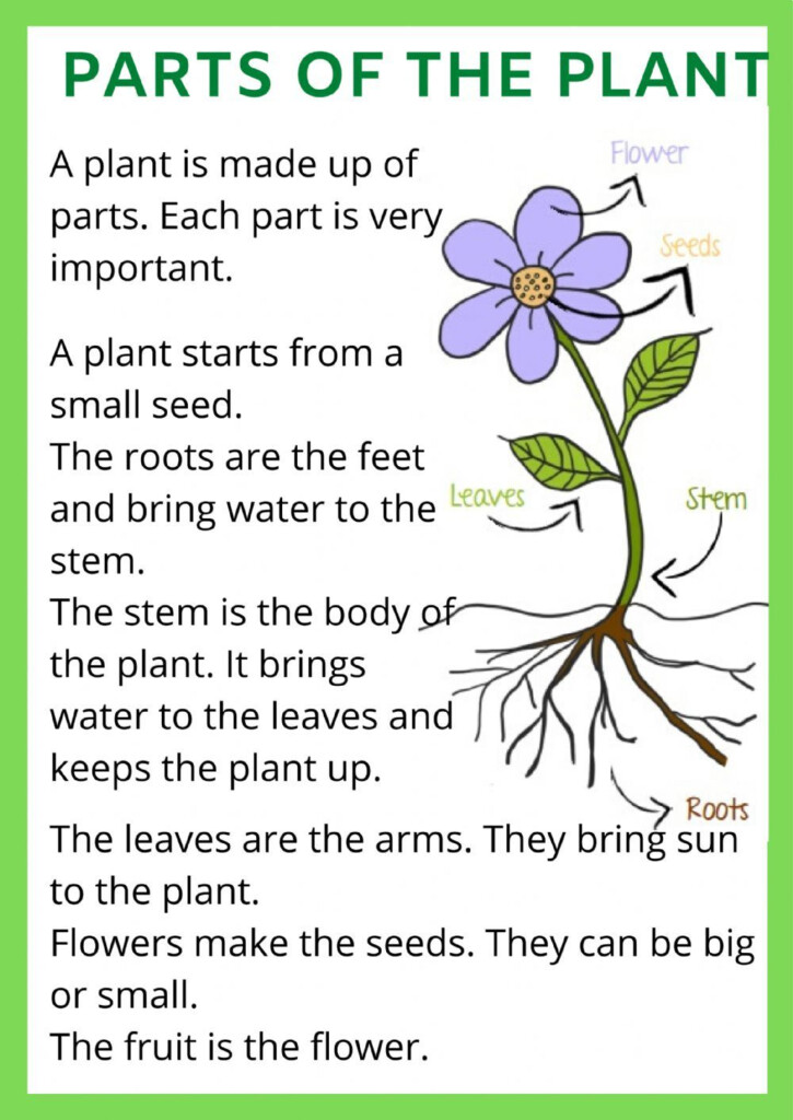 Plant Parts Worksheet 2nd Grade