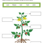 Plant Worksheet 2nd Grade