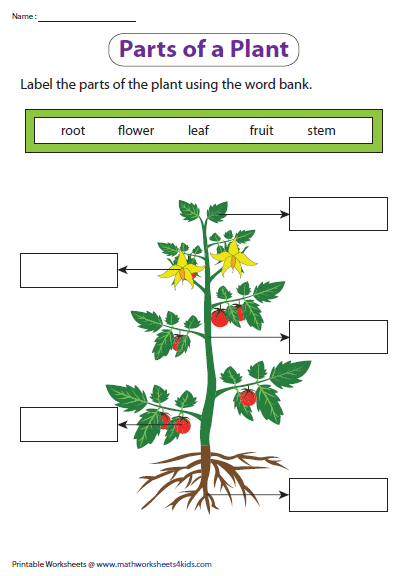 Plant Worksheet 2nd Grade