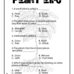 Plant Worksheet 4th Grade