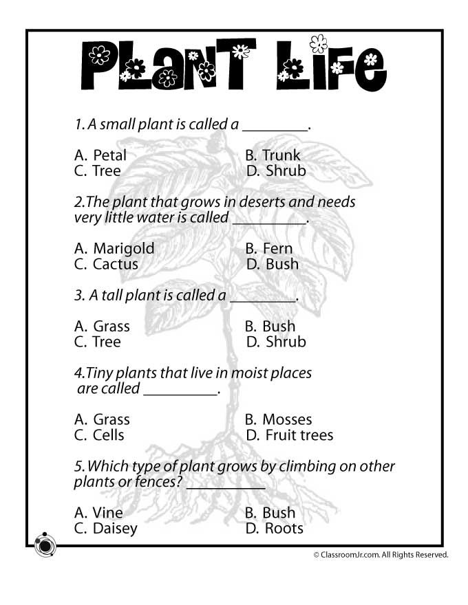 Plant Worksheet 4th Grade
