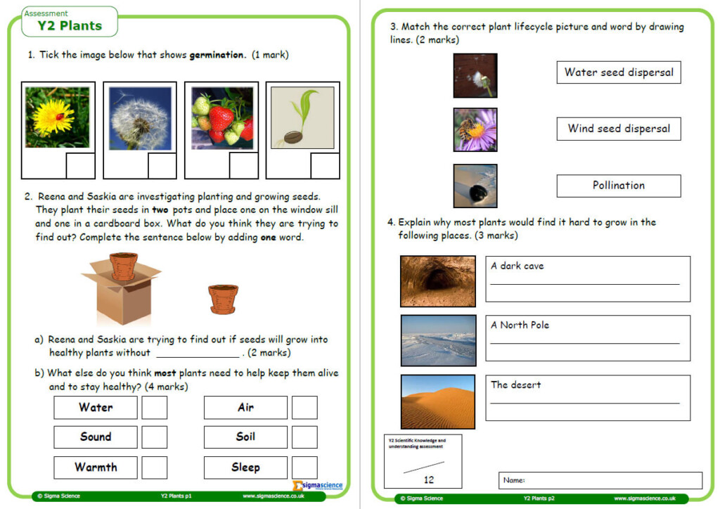 Plants Worksheet For Year 2 Science Teachwire