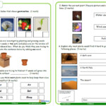 Plants Worksheet For Year 2 Science Teachwire