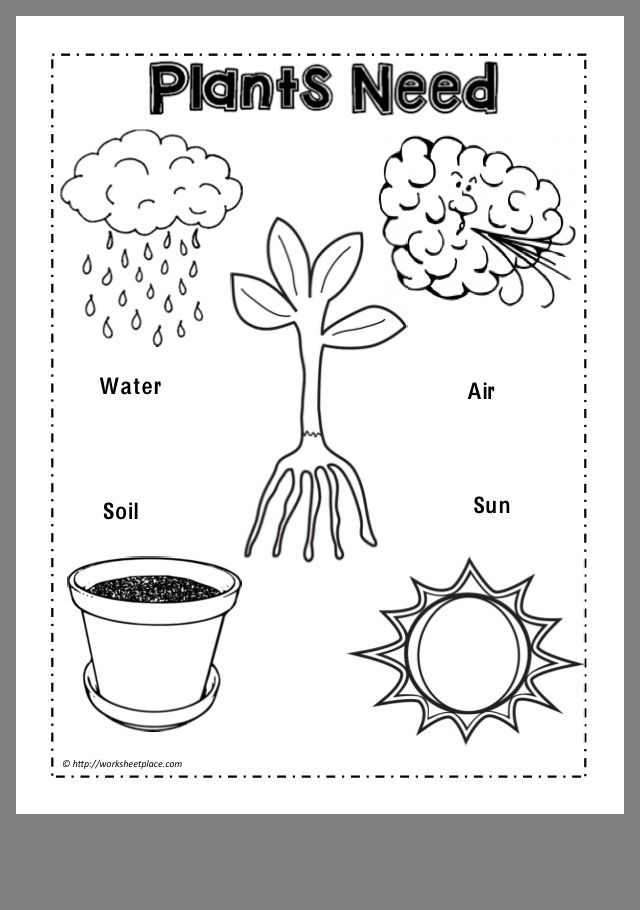 Pre K Science Worksheet