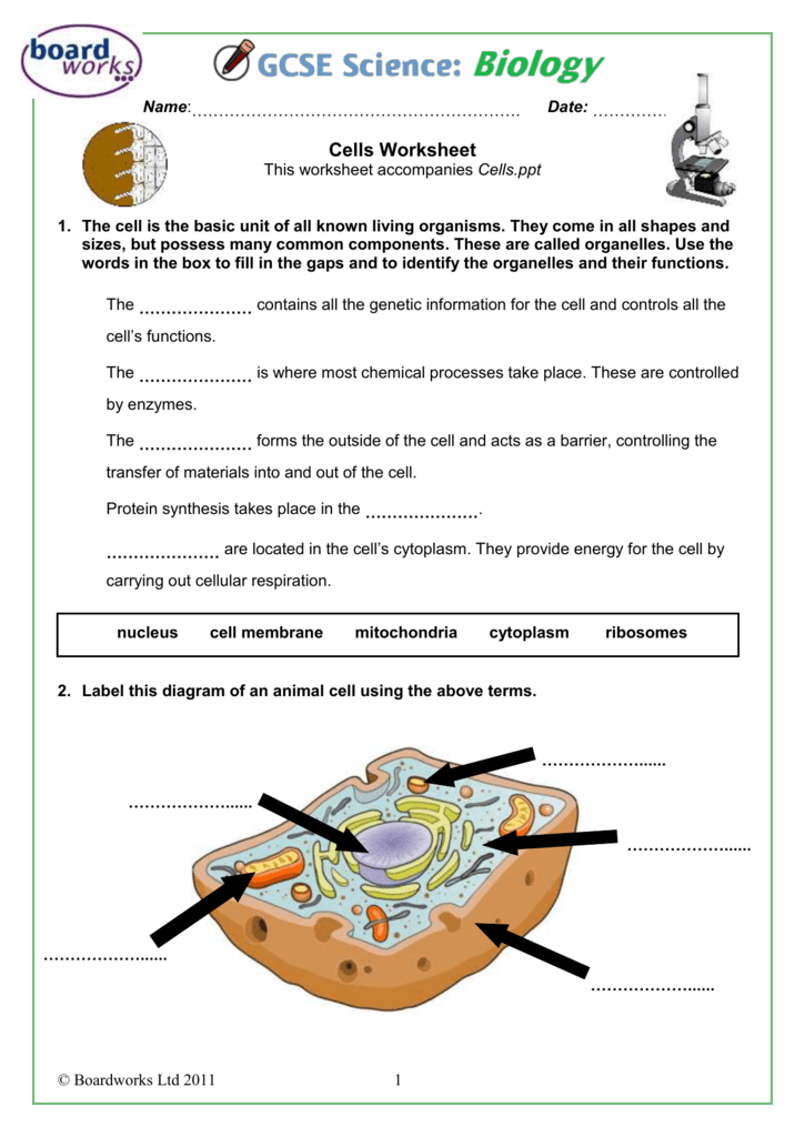 Printable Cell Worksheet