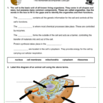 Printable Cell Worksheet