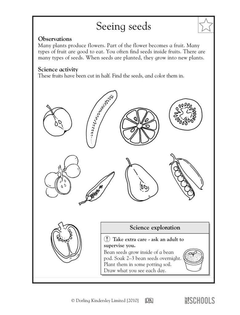 Science For First Graders Worksheet