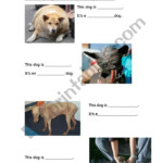 Science Of Dogs Worksheet