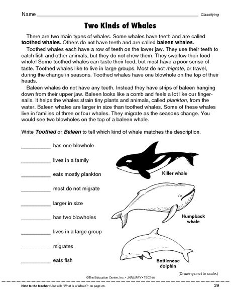 Science Worksheet Classifying Whales The Mailbox Science 