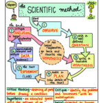 Scientific Method For 6Th Graders