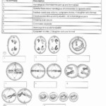 Stages Of Meiosis Worksheet Answers