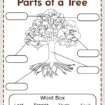 The Parts Of A Tree Worksheets 99Worksheets