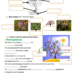 The Plant Kingdom Worksheet