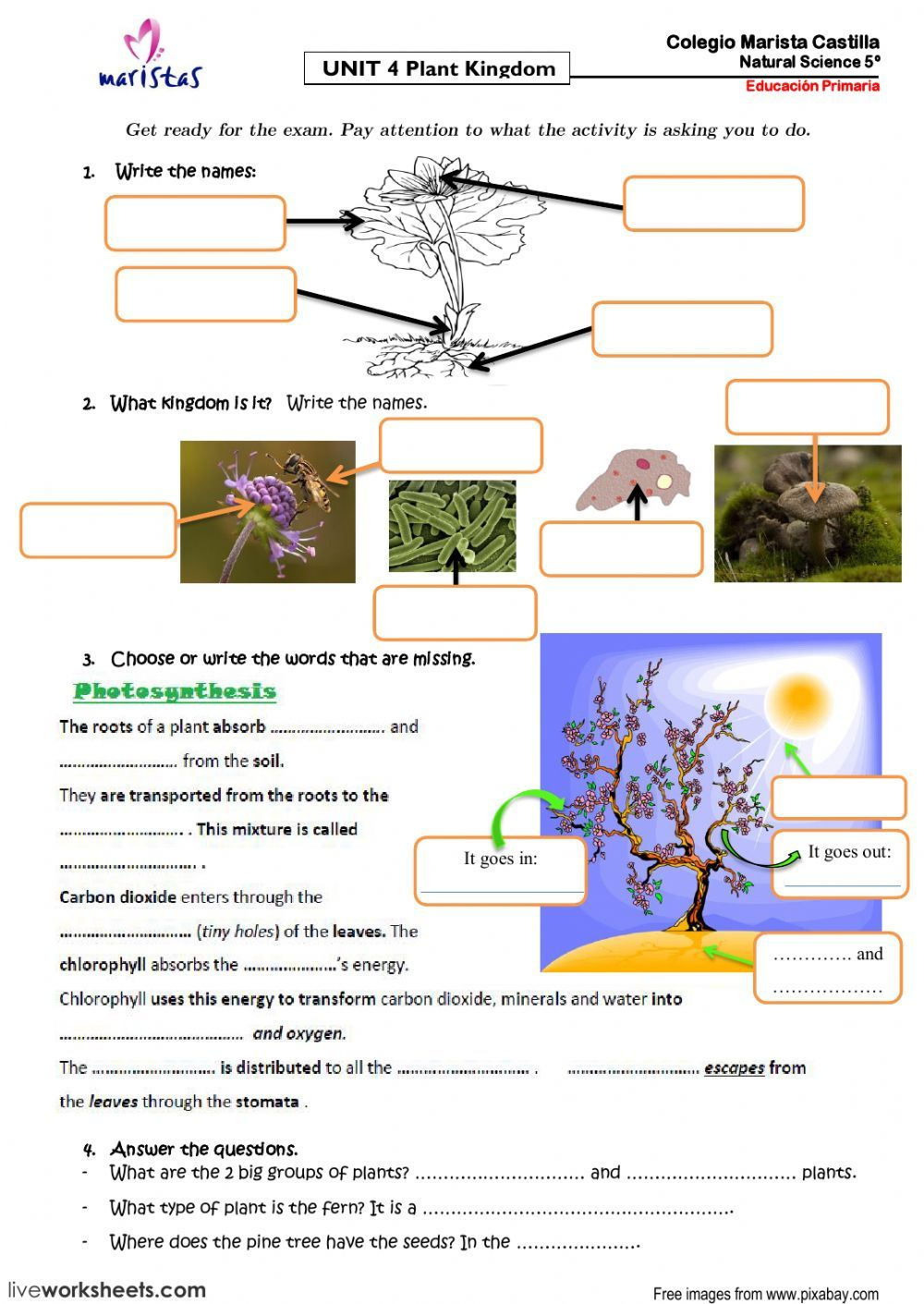 The Plant Kingdom Worksheet