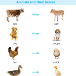 The Science Of Babies Worksheet