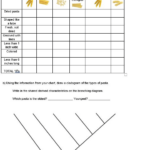 Unlock The Secrets Of Cladograms With This Worksheet And Answer Key