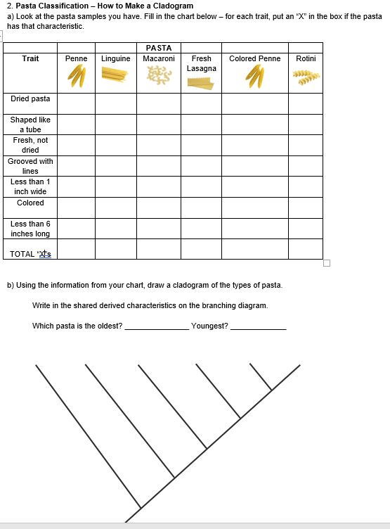 Unlock The Secrets Of Cladograms With This Worksheet And Answer Key 