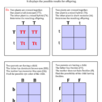 Worksheet On Punnett Squares