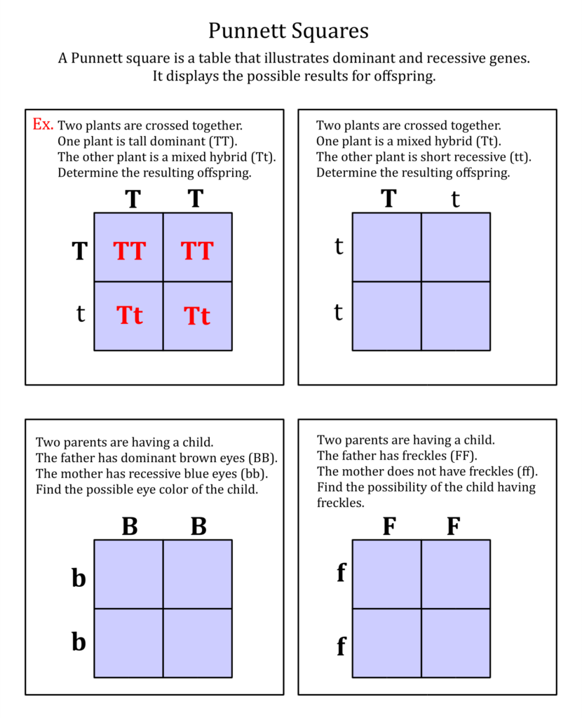 Worksheet On Punnett Squares