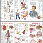 Worksheets On Body Systems