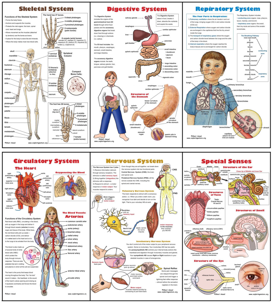 Worksheets On Body Systems